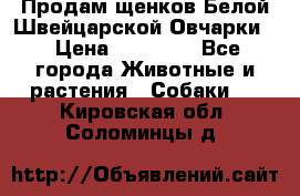 Продам щенков Белой Швейцарской Овчарки  › Цена ­ 20 000 - Все города Животные и растения » Собаки   . Кировская обл.,Соломинцы д.